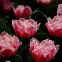 Тюльпан Tulipa"Queensland" :: wea *