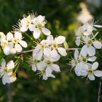 Веточка цветущей вишни. :: сергей 