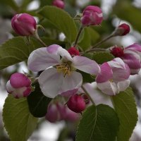 Яблоня в цвету - какое чудо! :: Валентина  Нефёдова 