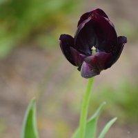 Один из чёрных тюльпанов :: Татьяна Лютаева