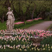 Время цветения тюльпанов :: Виктор Перякин