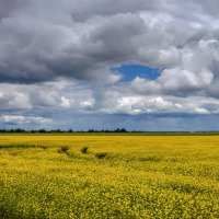 Рапс цветет. :: Юрий Михайлович 