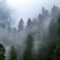 Лес в тумане в Домбае :: Георгий А