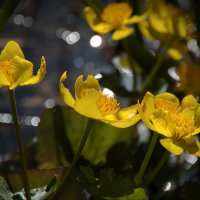 Солнечные цветы :: lady v.ekaterina