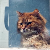 Портрет кота за стеклом :: Валерий Иванович