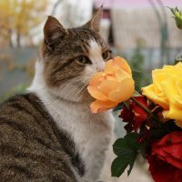 кот и розы :: Виктория 