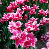 Севастополь весенний: тюльпаны :: Елена Даньшина