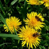 Весна, одуванчики, пчёлы, мёд... :: Oleg Ustinov