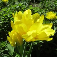 Желтые тюльпаны. :: Татьяна Ф *