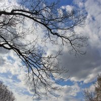 Ветви в облаках :: Nina Karyuk