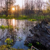 Весна на Север только приходит, первые листочки) Симпатичное заболоченное местечко около реки Ухта :: Николай Зиновьев