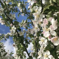 Прогулка по Коломенскому - яблоневый сад :: Pippa 