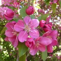 Розовая яблоня польского сорта Ола :: Наиля 