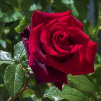 Мир  цветов   Бархатная  роза :: Валентин Семчишин