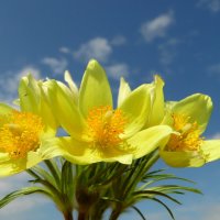 Прострел-цветы из мая. :: nadyasilyuk Вознюк
