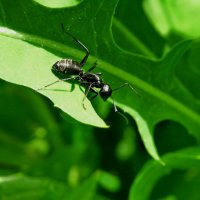 Бурый лесной муравей.........рабочая особь достигает до 7.5мм...вдлину. :: Ivan Vodonos