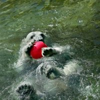 Вспомнился стишок что не утонет в речке мяч...вот подтверждение..!!! :: pavel.labonskiy 