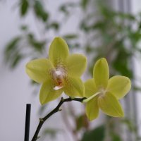 Орхидеи :: Фотолюб *