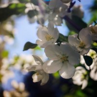 Яблони в цвету! :: Оксана Галлямова