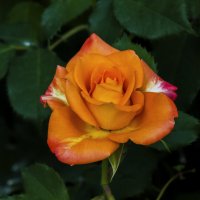 Оранжевая  роза :: Валентин Семчишин