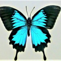 на выставке живых бабочек, бабочки были не только живые :: Елена Шаламова