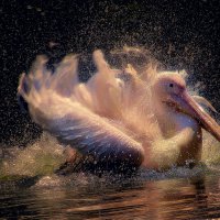 Розовый пеликан :: Alexander Andronik