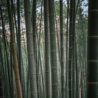 Бамбуковый лес, Ханчжоу :: Дмитрий 