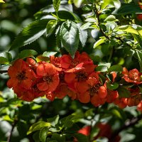 цветет айва, Измайловский сад :: navalon M