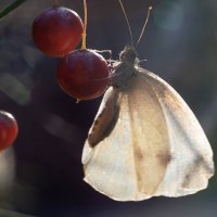 Бабочка на спарже :: Оксана Лада