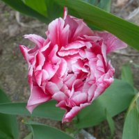 Розовый тюльпан после дождя :: Наиля 