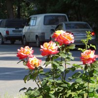 Розы смотрят вслед :: Татьяна Смоляниченко