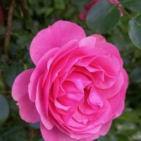 Розы в саду ... :: tatyana 