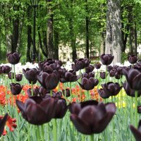 Чёрные тюльпаны :: Мария Васильева