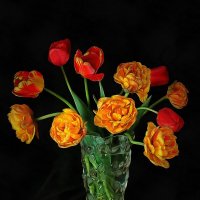 Тюльпаны :: Irene Irene