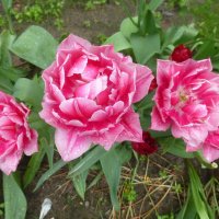 Букет махровых тюльпанов :: Наиля 