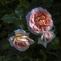 Мир  цветов  Розовое  трио :: Валентин Семчишин
