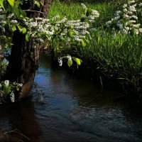 Цветёт черёмуха ... :: Владимир Шошин