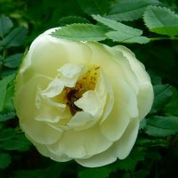 Белая  Роза с букашкой :: Вера Щукина