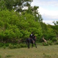 Проскакать,на буланном коне... :: Андрей Хлопонин