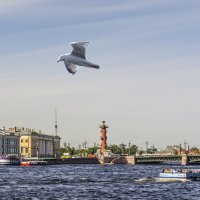 Чайки над Невой :: Стальбаум Юрий 