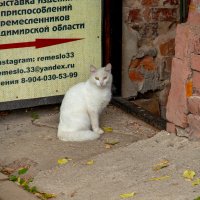 Белая котейка :: Andrew 