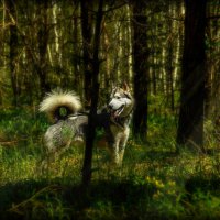 В лесу. :: leff Postnov