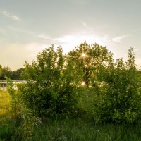 яблоня в лучиках солнца закатного :: Владимир Кириченко