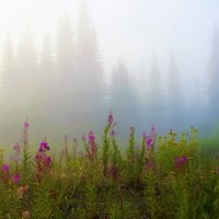 Утро на таёжной поляне :: Сергей Чиняев 