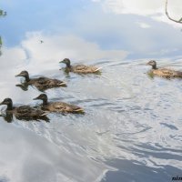 В ростовском зоопарке :: Нина Бутко