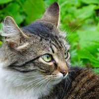 Портрет кошки с зелёными глазами. :: Милешкин Владимир Алексеевич 