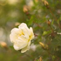 Белые розы... :: Galina Serebrennikova