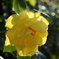 Солнечная роза. :: Геннадий Прохода