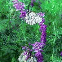 Бабочки и  цветы :: Сергей Царёв