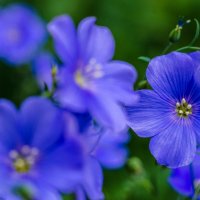 синие цветочки :: Александр Леонов